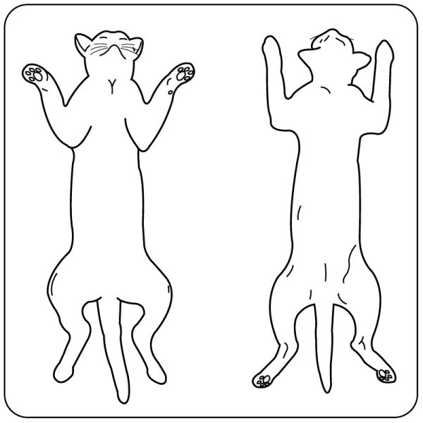 Medical Use Labels - Feline Examination Record Label, 2-1/4