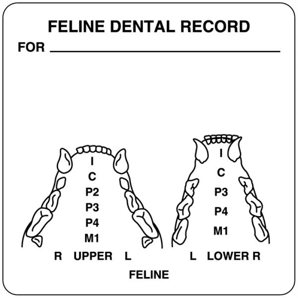 Medical Use Labels - Feline Examination Record Label, 2-1/2