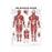 Wolters Kluwer Systems of the Body Anatomical Charts - The Muscular System Anatomical Chart, Paper - 9781587790362