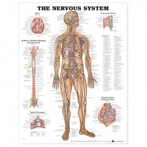 Wolters Kluwer Systems of the Body Anatomical Charts - The Nervous System Anatomical Chart, Paper - 9781587790454