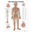 Wolters Kluwer Systems of the Body Anatomical Charts - The Nervous System Anatomical Chart, Paper - 9781587790454