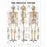 Wolters Kluwer Systems of the Body Anatomical Charts - The Skeletal System Anatomical Chart, Paper - 9781587790638