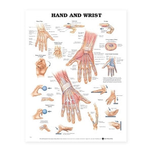 Wolters Kluwer Hand and Wrist Anatomical Chart - Hand and Wrist Anatom ...