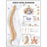 Wolters Kluwer Human Spine Disorders Anatomical Chart - Human Spine Disorders Anatomical Chart, Paper - 9781587793998