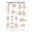 Wolters Kluwer Ligaments of the Joints Anatomical Chart - Ligaments of the Joints Anatomical Chart, Laminated - 9781587794674