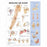 Wolters Kluwer Shoulder and Elbow Anatomical Chart - Shoulder and Elbow Anatomical Chart, Laminated - 9781587797552