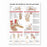 Wolters Kluwer Anatomy and Injuries of the Foot and Ankle Chart - Anatomy and Injuries of the Foot and Ankle Chart, Laminated - 9781587798382