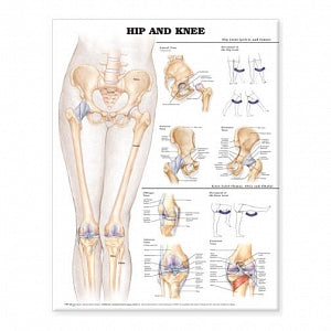 Wolters Kluwer Hip and Knee Anatomical Chart - Hip and Knee Anatomical Chart, Styrene - 9781587798672