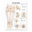 Wolters Kluwer Hip and Knee Anatomical Chart - Hip and Knee Anatomical Chart, Styrene - 9781587798672