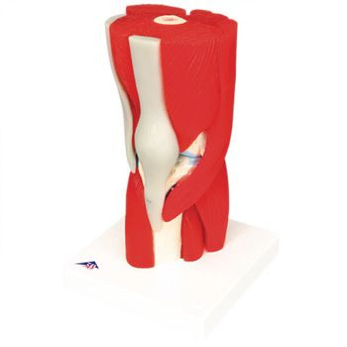 FEI Anatomical Joint Models