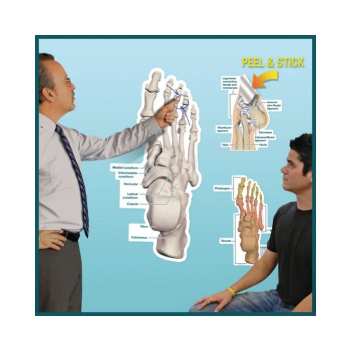 Patterson Medical Peel & Stick Dry Erase Anatomical Charts
